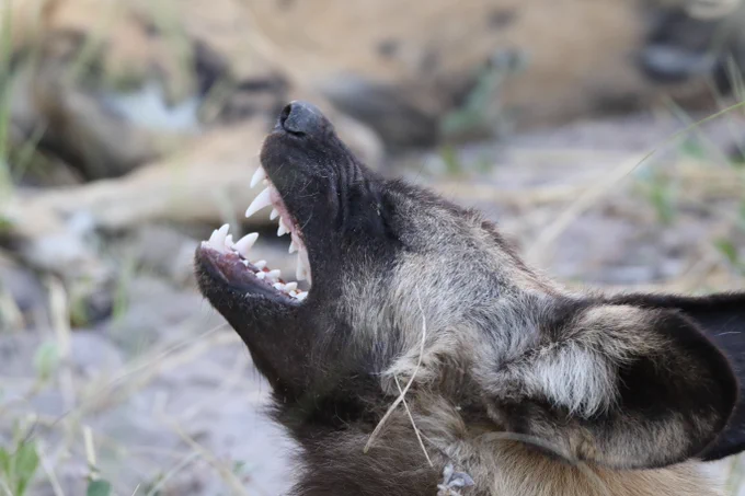 African wild dog grimacing