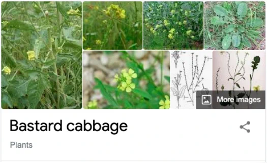 screenshot of plants with the caption "Bastard cabbage"