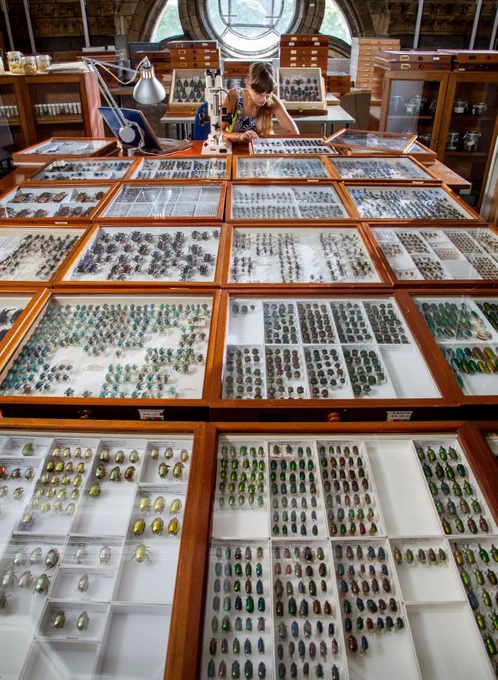 Many display cases in the Museum which are full of hundreds of different beetles, illustrating their sheer variety.