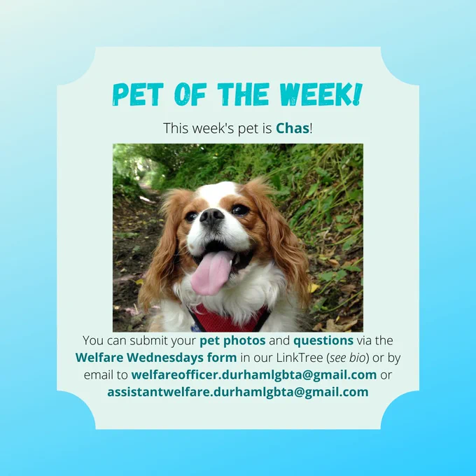 PET OF THE WEEK!

This week's pet is Chas!

[image description: a light brown and white cavalier King Charles spaniel with his tongue out, on a path through some trees]

You can submit your pet photos and questions via the Welfare Wednesdays form in our LinkTree (see bio) or by email to welfareofficer.durhamlgbta@gmail.com or assistantwelfare.durhamlgbta@gmail.com
