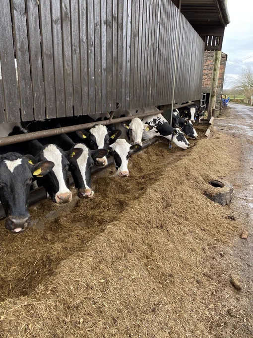 Cows in a barn