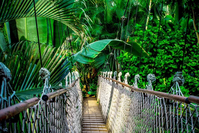 A wooden and rope bridge to the jungle.