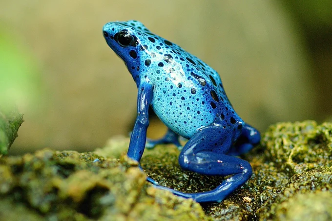 A blue frog