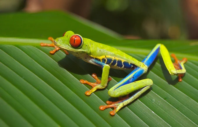 A multicoloured frog