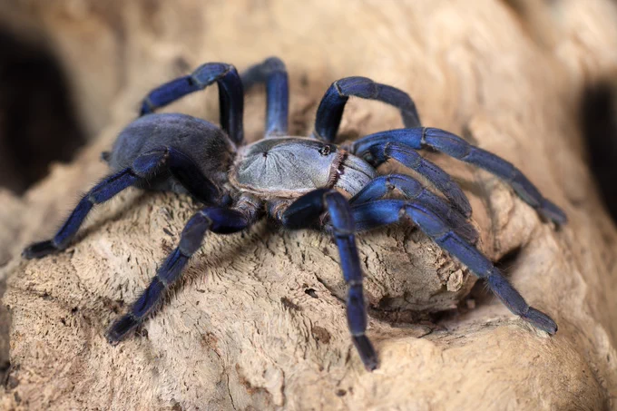 A blue tarantula