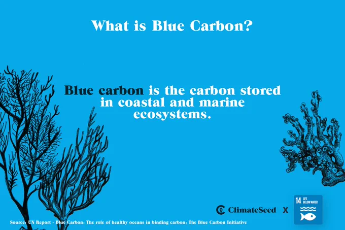 #Bluecarbon ecosystems play a critical role in climate mitigation and adaptation! 
How? 
👉For climate mitigation:
#Bluecarbon ecosystems play an important role in global carbon sequestration. They transform CO2 into biomass through photosynthesis and by accumulating vast stocks of carbon in their sediments. Organic carbon in sediment is then trapped and locked in the soils where the plants grow. 

👉For climate adaptation:
#Bluecarbon ecosystems play a significant role in protecting coasts and climate change adaptation. They help reduce the coastal wave energy, reducing the impacts of storms and other extreme weather events. 

❗However, #Bluecarbon ecosystems are among the most threatened habitats in the world, so we need to protect and restore these ecosystems and natural carbon stocks! 
 
Contact us to learn how you can support a #mangrove project! 


