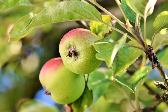 apple, apple tree, fruit