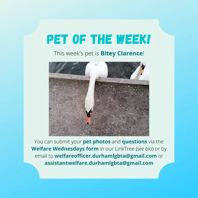 PET OF THE WEEK!
This week's pet is Bitey Clarence!

[image description: a swan, photographed from above, with his neck stretched out as though reaching to bite someone]

You can submit your pet photos and questions via the Welfare Wednesdays form in our LinkTree (see bio) or by email to welfareofficer.durhamlgbta@gmail.com or assistantwelfare.durhamlgbta@gmail.com
