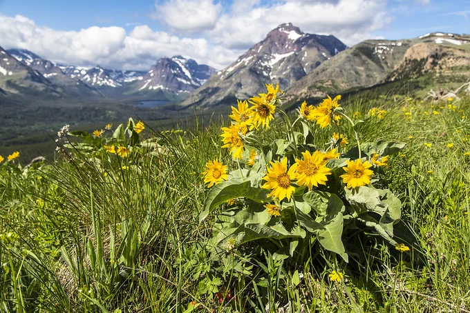Yellow flowers grow out of a grassy meadow with mountains in the background