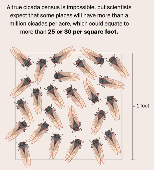 Graphic showing what 30 cicadas per square foot looks like (very crowded).