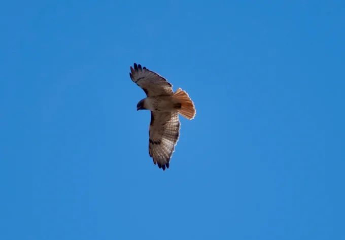 A beautiful Red-tailed Hawk in mid-flap. Could the sky be any bluer?