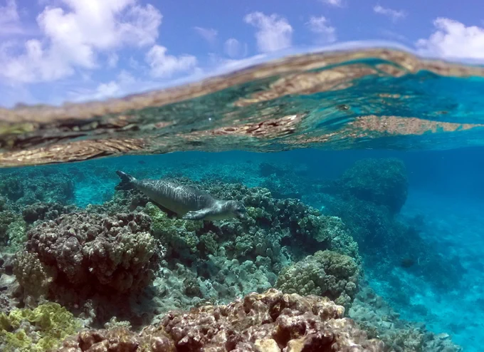 A monk seal swims around reefs in Hawaii 