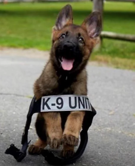 A random K-9 puppy we just thought was fun!
