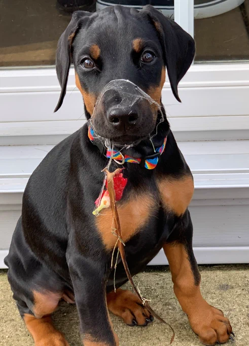 Sheriff Heuerman's dog, Zoey.