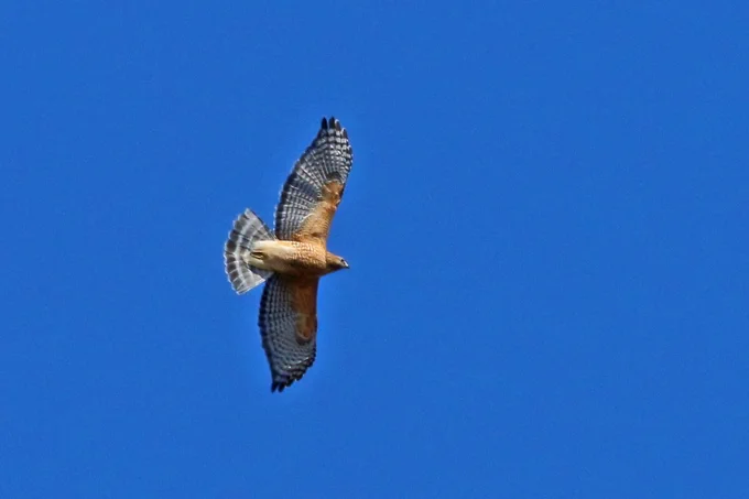 Thank you to Colleen Reilly for this fabulous shot of a Red-shouldered Hawk at Beamer!!!