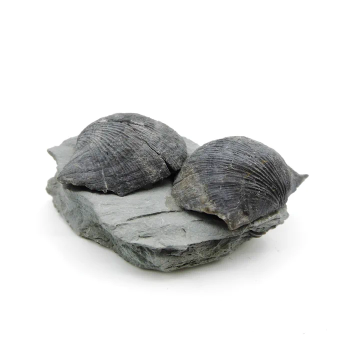 Brachiopod
