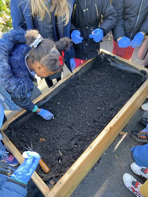Garlic being planted by Yr 3’s