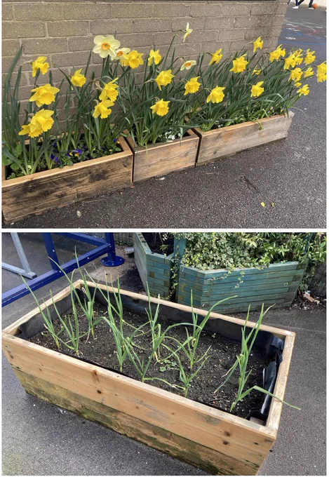 Daffs and Garlic
