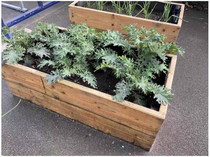 Red Russian Kale