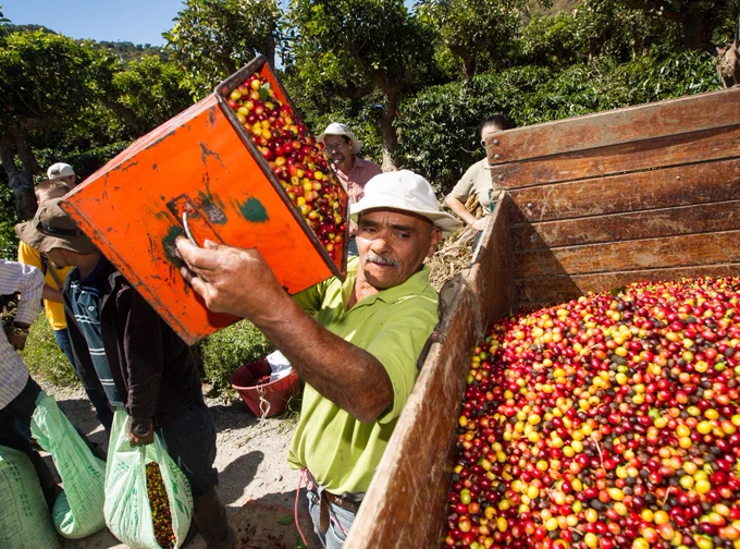 Costa Rican Coffee Harvest