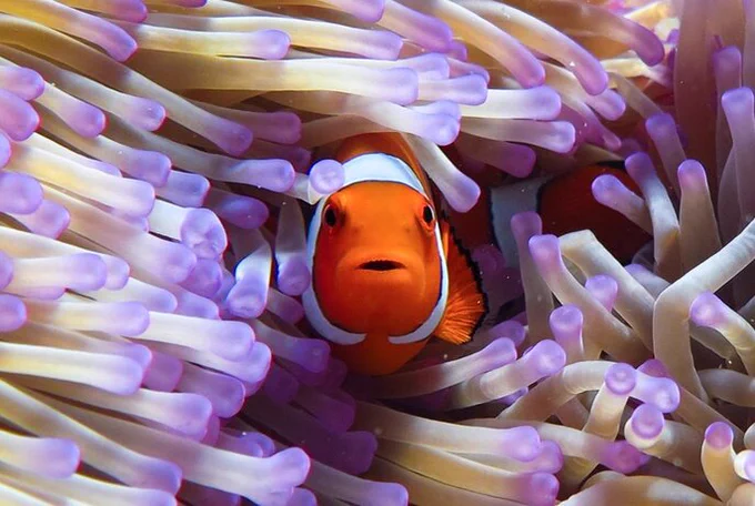 Image from "Great Barrier Reef" 3D, now showing at IMAX cinemas worldwide, including Melbourne