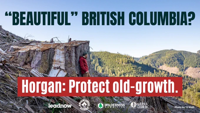The background image of the billboard is if a clear-cut forest area. A person stands next to a massive, logged ancient tree. The text on top reads: "Beautiful" British Columbia?. On the bottom half, there is a red rectangle with the text: Horgan: Protect old-growth. At the bottom, the logos of Leadnow, Ancient Forest Alliance, Wilderness Committee, and Sierra Club BC. Photo by TJ Watt.