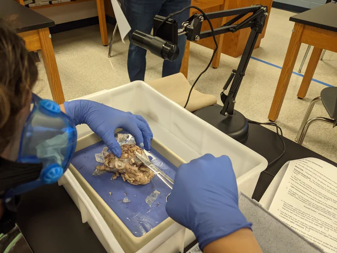 student cutting parts of the sheep brain for a biology lab with classmates on Zoom