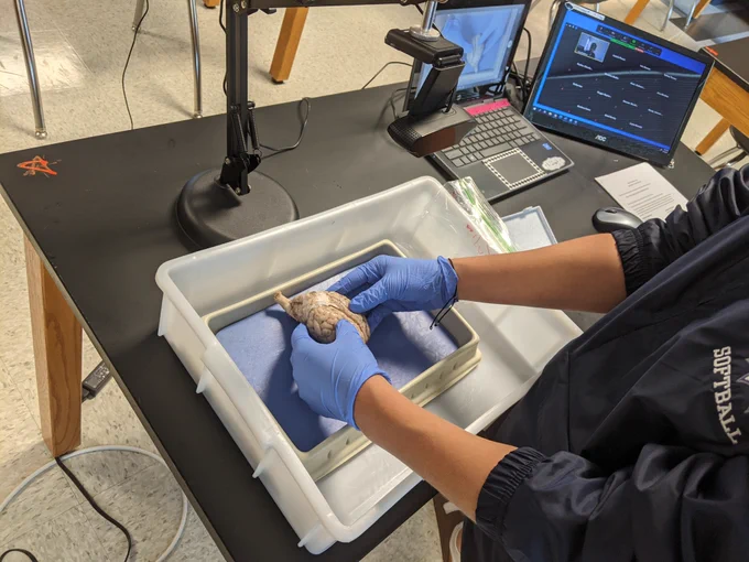 sheep brain dissection on Zoom