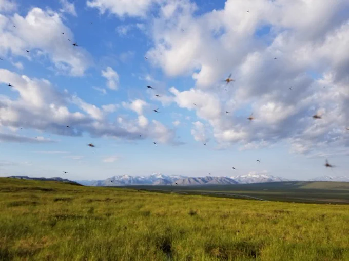 Landscape scene of clouds, grass, and mountains in the distance with mosquitos flying in the sky.