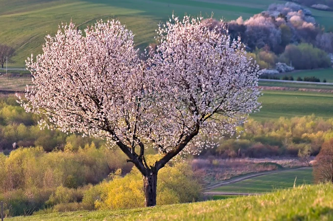 tree, nature, heart