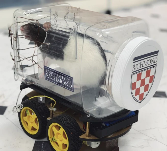 a rat in a small plastic bottle that has been turned into a car. the rat seems happy.