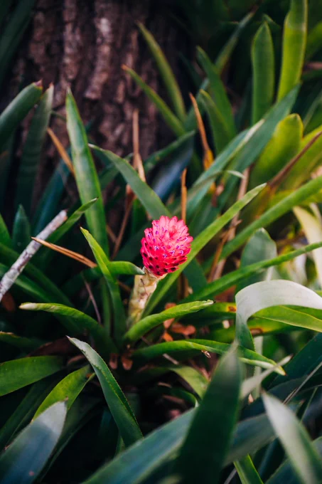 Flower blooming out of a bush