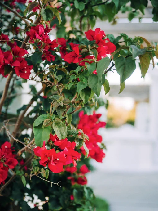 Red flowers on a white building