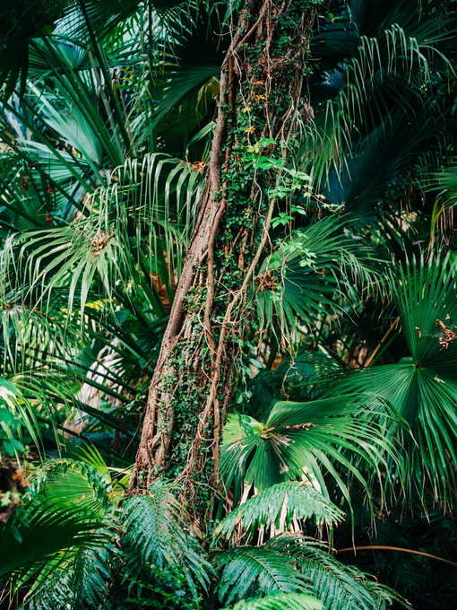 Tree covered in vines and surrounded by ferns