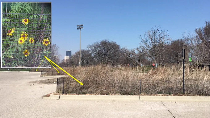 Native flowers will bloom in these bioswales as we move into spring. This nature-based solution allows an otherwise impervious Chicago Park District parking lot to absorb rain. Unlike pipes and tunnels that serve one purpose, nature-based solutions provide multiple benefits such as habitat, scenery, reduced urban heat island, and climate resilience.
