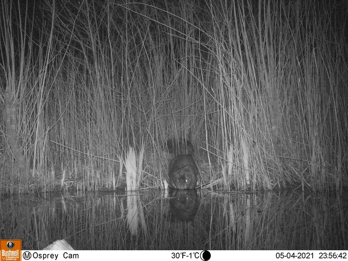 Two beavers caught on a camera trap at Cors Dyfi Nature Reserve © MWT