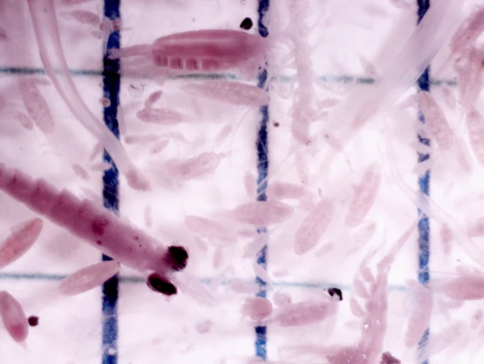 Petri dish of copepods and other microscopic arthropods. Blue lines about one half a centimeter spaced for reference 