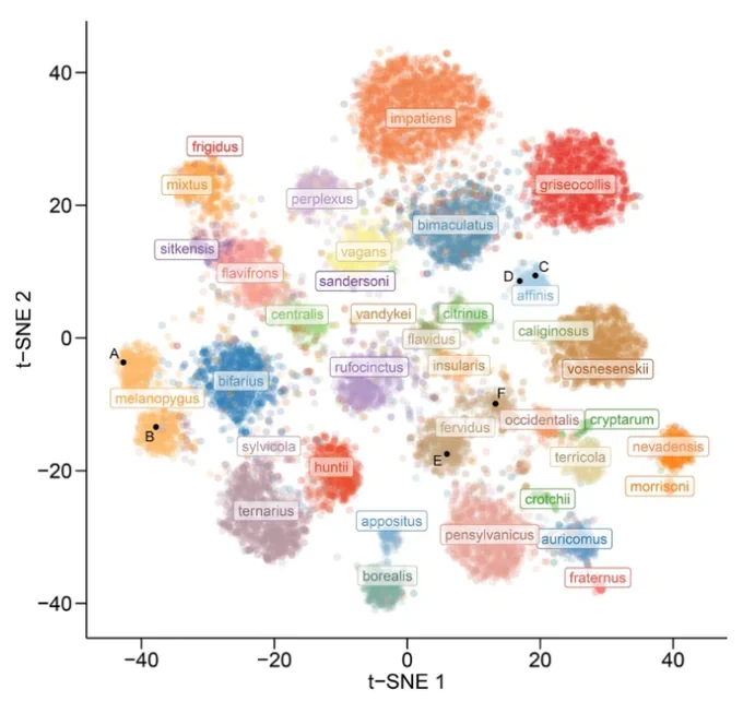 Image: Figure from the paper "Assessing the potential for deep learning and computer vision to identify bumble bee species from images". Cluster visualization of trait separation among species based on t-SNE. Black points (A–F) show the location in trait space of specific bee images in the paper.