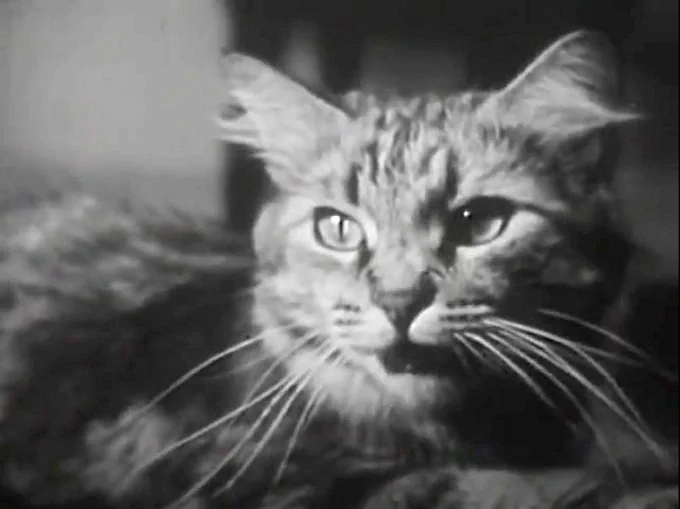 A black and white film still showing a cat meowing.