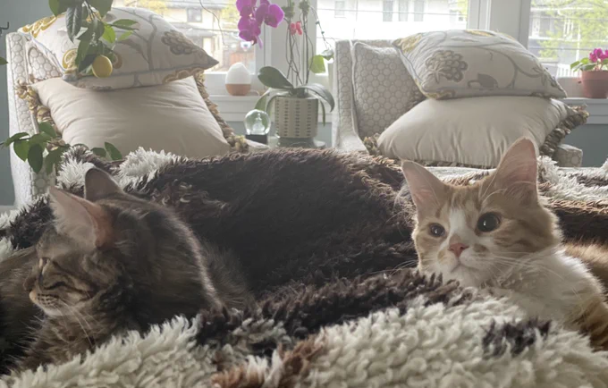Snuggly kittens