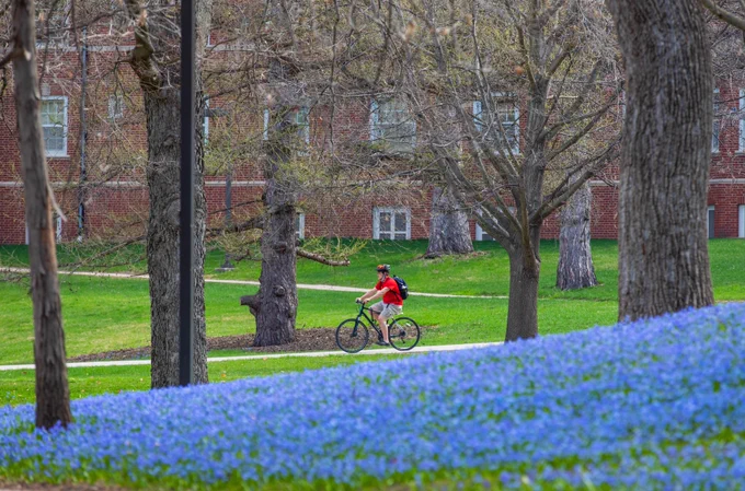 A bicyclist in the distance with a foreground filled with blue Siberian squill blooms.