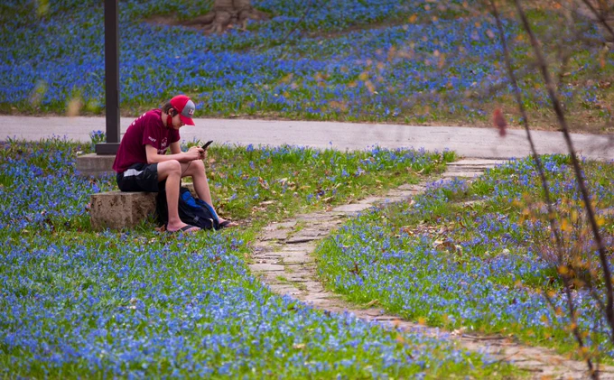 Junior Tristan Archer of San Jose, California, takes a break among the blue Siberian squill blooms near The Knoll.