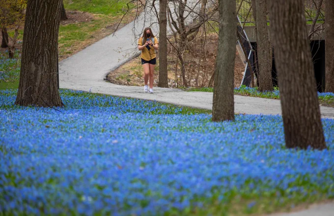 College of Design freshman Grace Hatchitt captures her own photo of the blooming blue Siberian squill surrounding the Knoll during her walk to class.