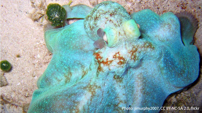 Head on shot of a Caribbean reef octopus on s rocky reef. The octopus is a bright light blue color; it's staring directly at the viewer; it has its arms stretched out and its skin is draping below its mantle like a dress.