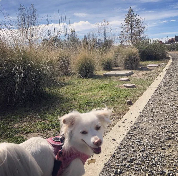 A small white dog with layered fur turns back while on a walk to smile at the camera. Fluffy deer grass and the LA skyline fill the background.