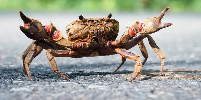 land crab with claws raised