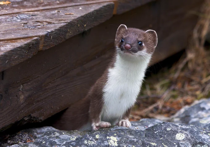 Stoat looking out from beneath a wooden deck