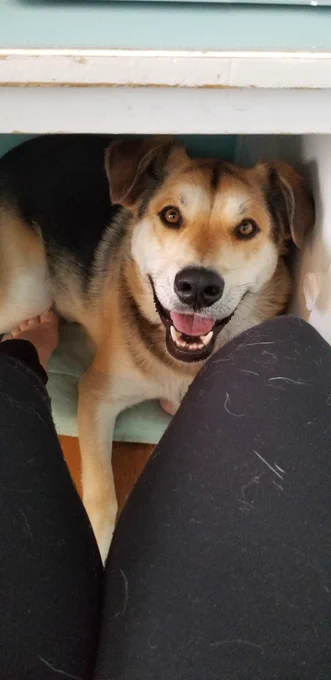 Large dog grinning from under a desk. Lindsay's legs are covered in dog fur.