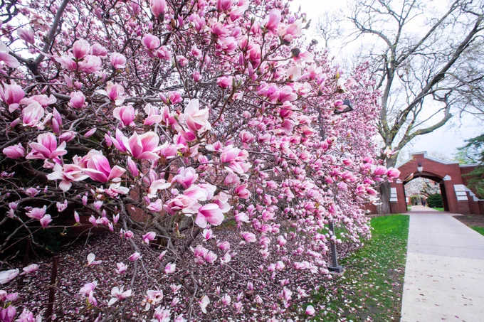Magnolia blossoms near Lagomarcino Hall.
