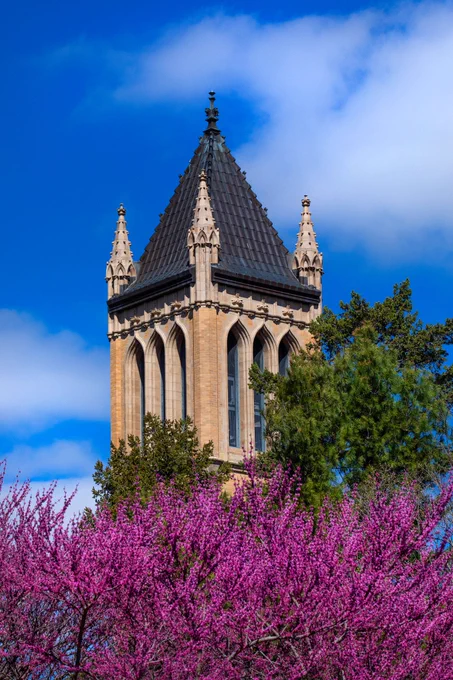 Flowering redbud trees offset a view of the campanile against blue skies.